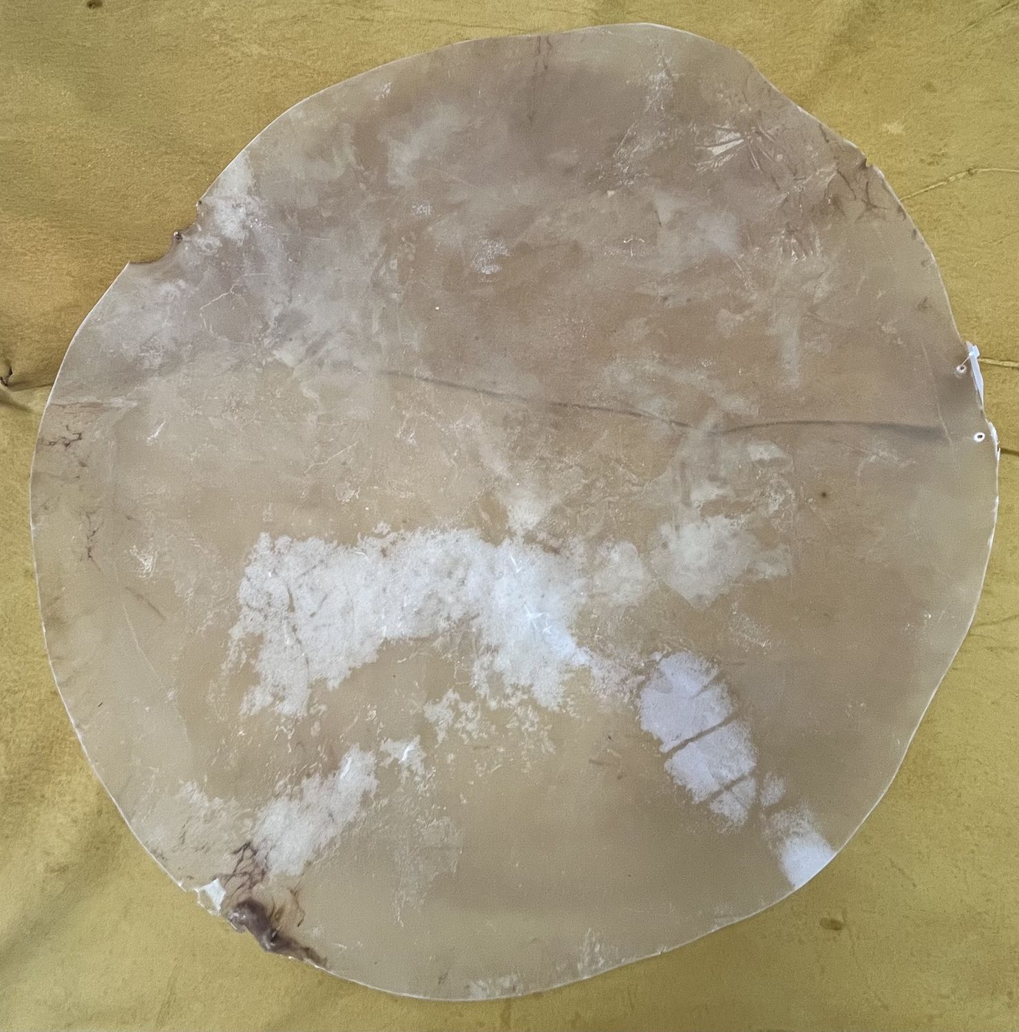 RAWHIDE COW DRUM HEADS