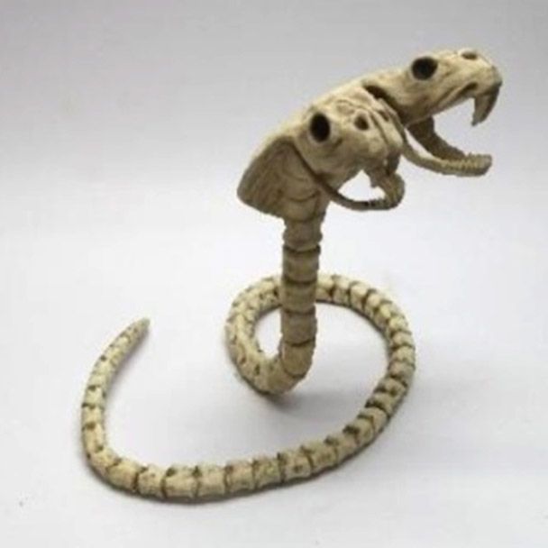 Two Headed Cobra Skeleton  41&quot;