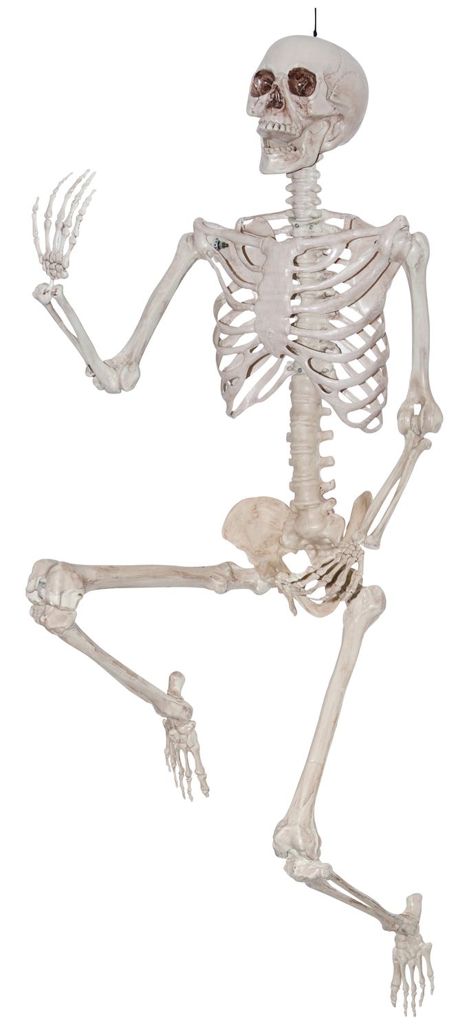60&quot; Posable Skeleton