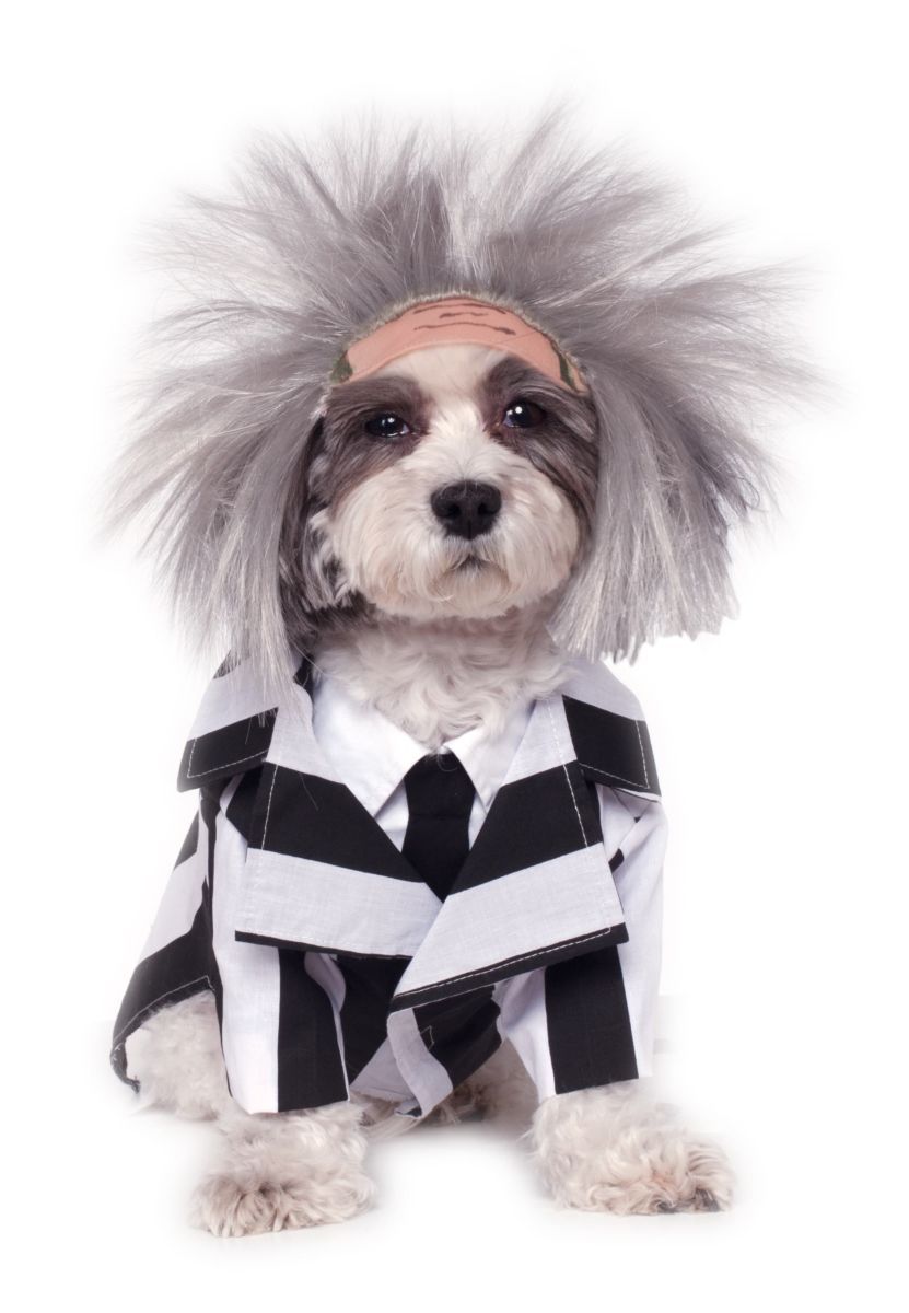 Beetlejuice -, Attribute: Pet, Size: Sm
