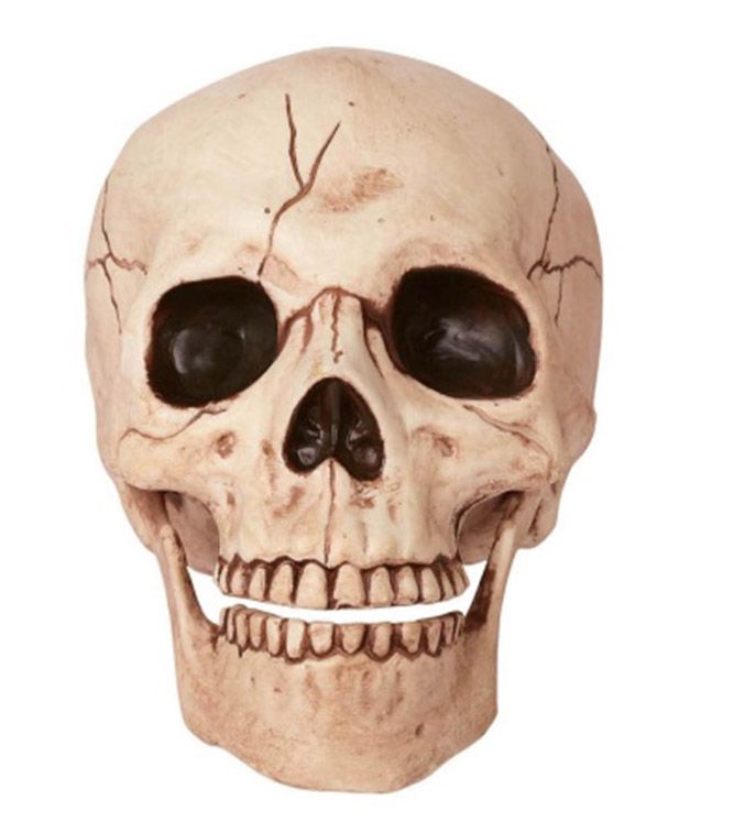 6&quot; Skull w/Moveable Jaw