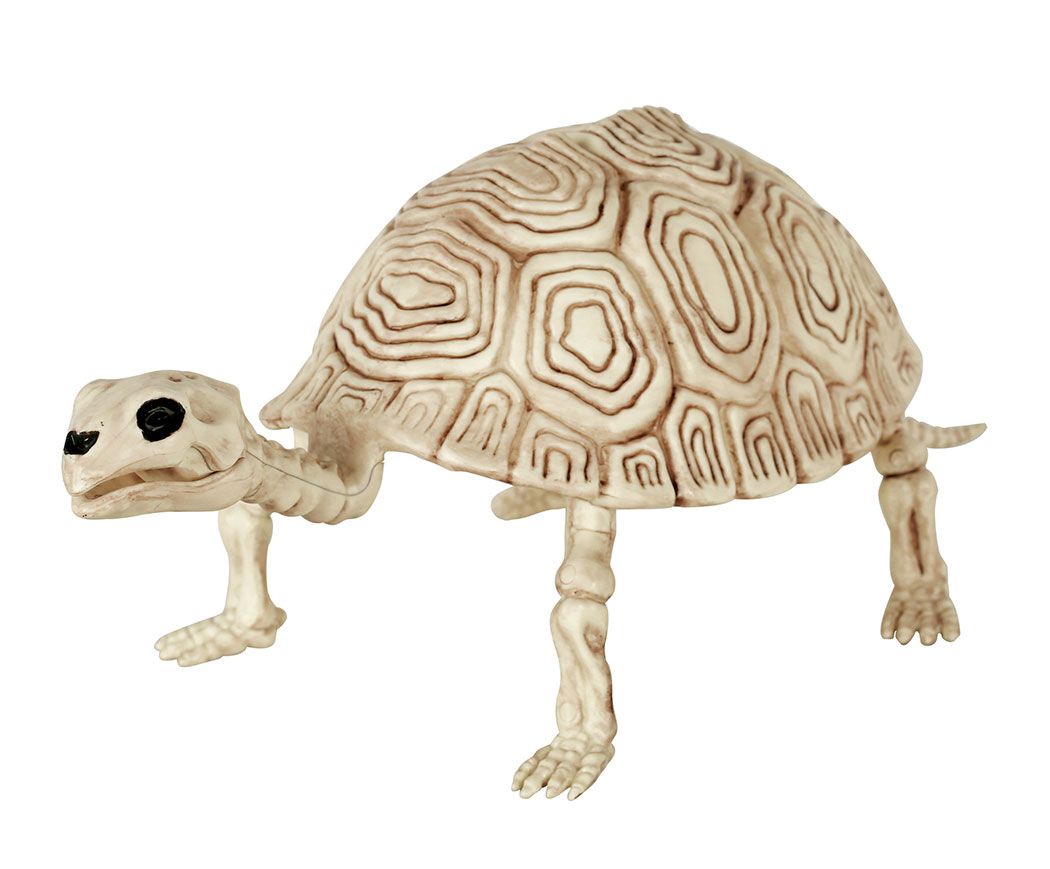 Turtle Skeleton 5.5&quot;
