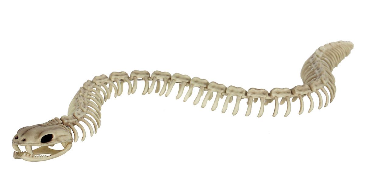 Skeleton Snake 36&quot;