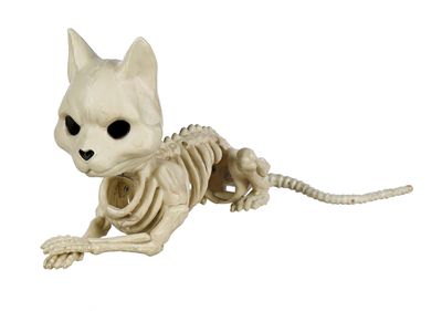 Cute Laying Cat Skeleton 5.25&quot;