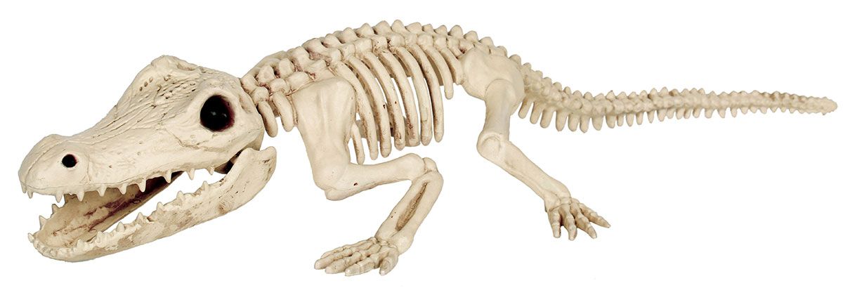 Crocodile Skeleton 34.5&quot;