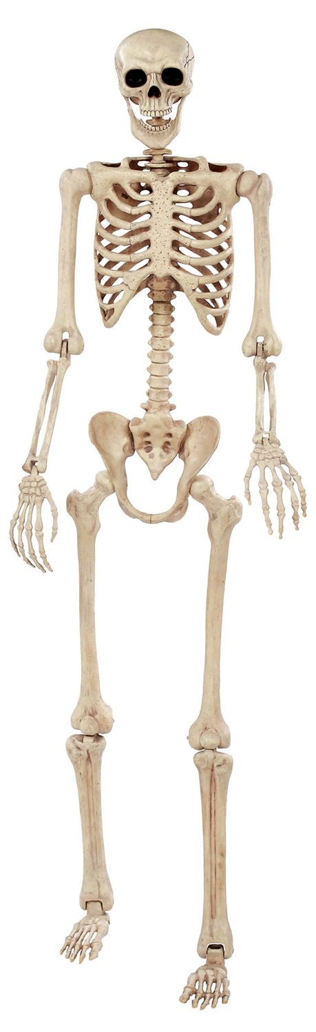Large Pose N Stay Skeleton 74&quot;