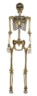 5&#39; Gold Posable Skeleton
