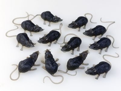 Bag of Mice 12ct