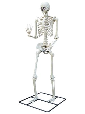 Titan Skeleton w/ LED Eyes 10ft Tall