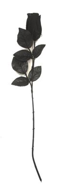 Black Rose 17in