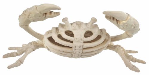 Mini Skeleton Crab 5.75"