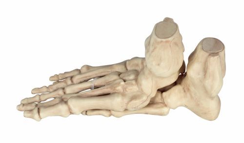 Skeleton Foot 2 pcs
