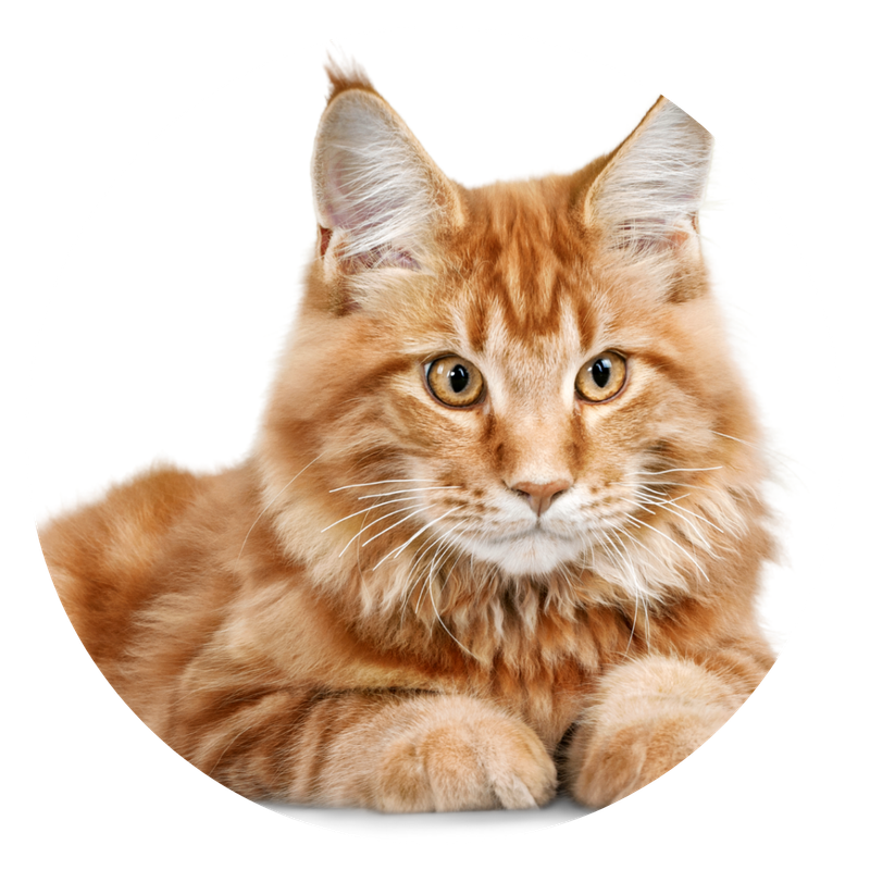 Para tu gato