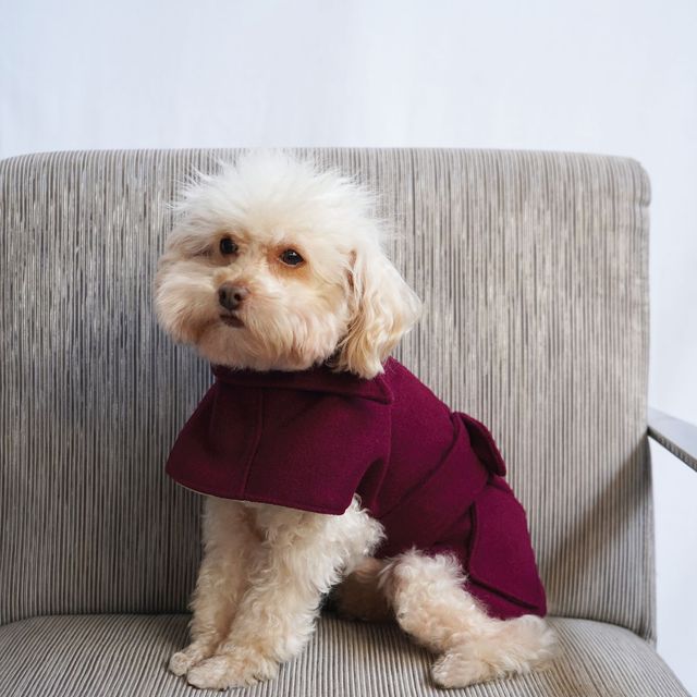 PAWS &amp; CLAUS VICTORIA COAT BORDEAUX T/4