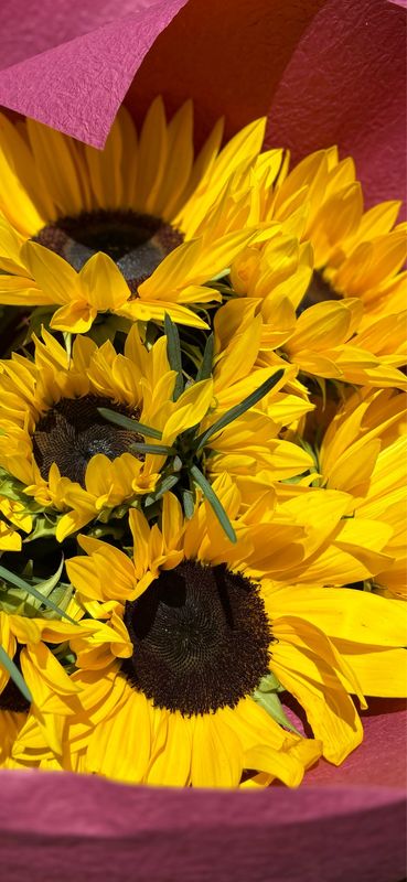 Sunny Bunch