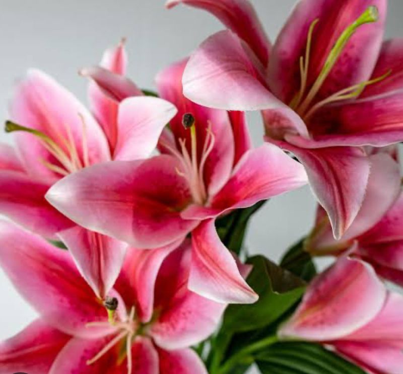 Lilly Wrap