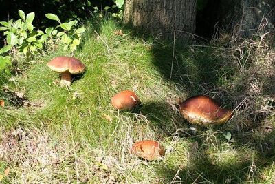 Pilzbäume