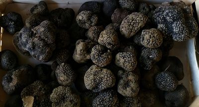 Ausbildung Trüffelernte-Hund