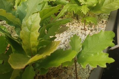 Bio-Trüffelbaum: Traubeneiche & Burgundertrüffel