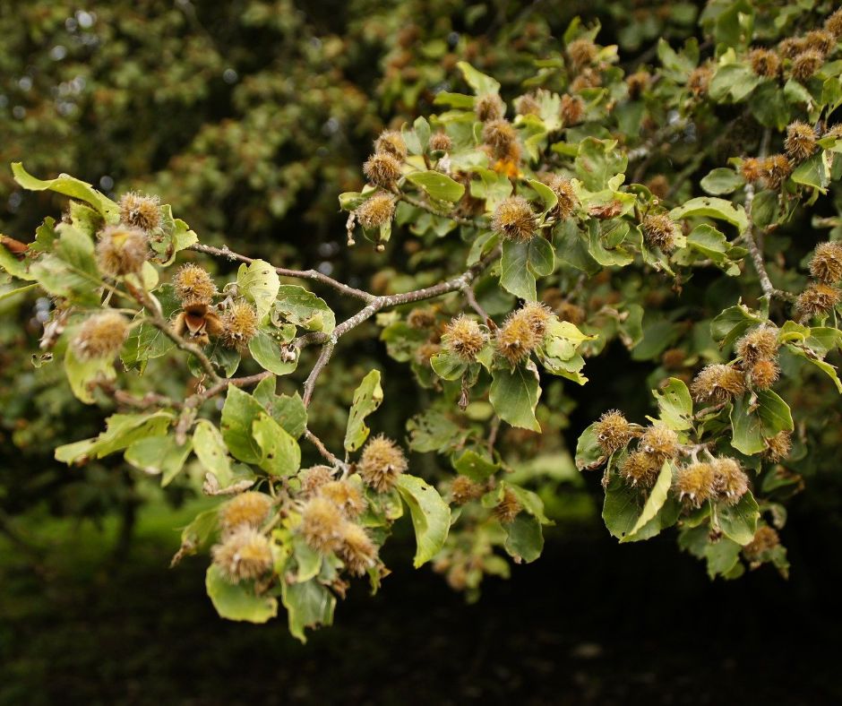 Bio-Trüffelbaum: Rotbuche & Burgundertrüffel