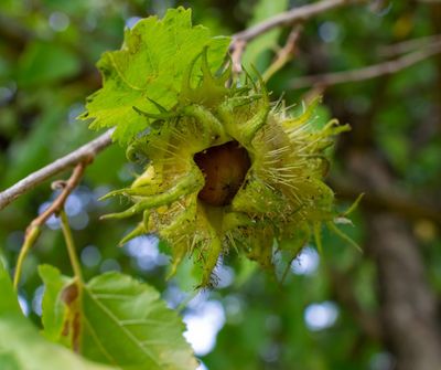 Bio-Trüffelbaum: Baumhasel & Burgundertrüffel