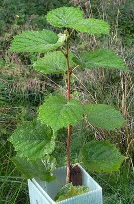 Bio-Trüffelbaum: Haselnuss & Burgundertrüffel