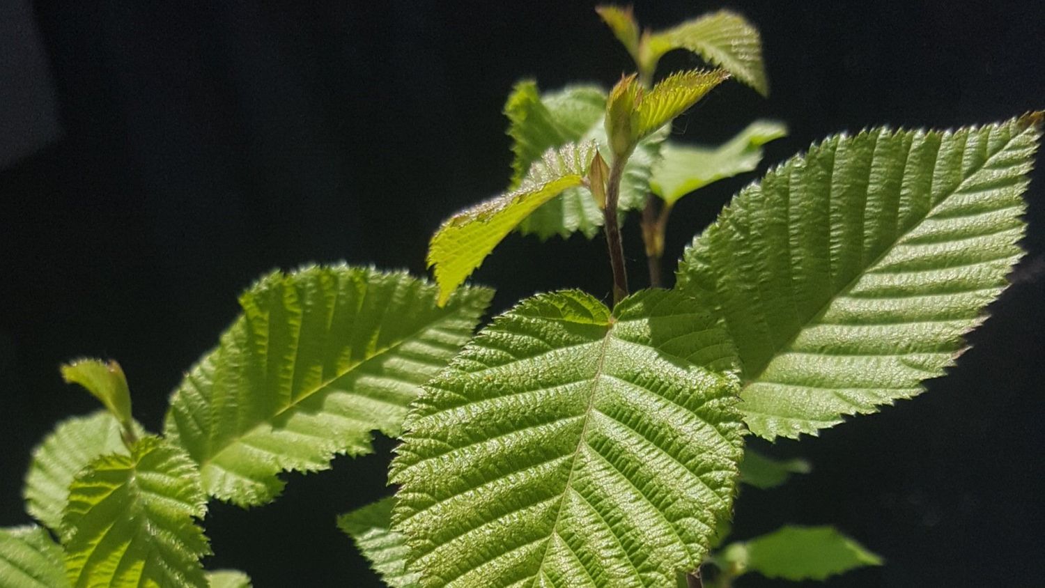 Bio-Trüffelbaum: Hainbuche & Burgundertrüffel