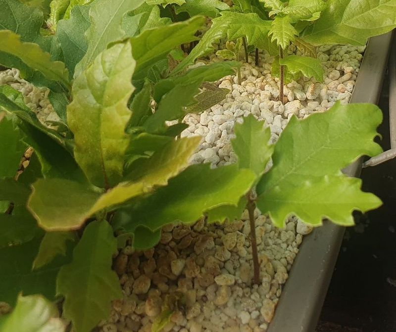 Bio-Trüffelbaum: Flaumeiche & Burgundertrüffel