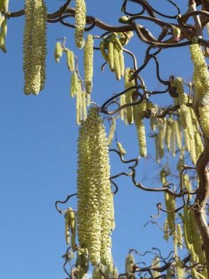 Bio-Trüffelbaum: Edelhaselnuss 'HallescheRiesen' & Burgundertrüffel