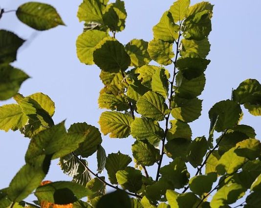 Bio-Trüffelbaum: Edelhaselnuss 'Emoa1' & Burgundertrüffel