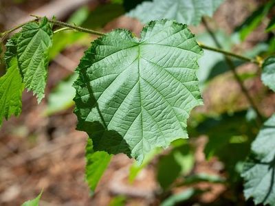 Bio-Trüffelbaum: Edelhaselnuss 'Katalonski' & Burgundertrüffel