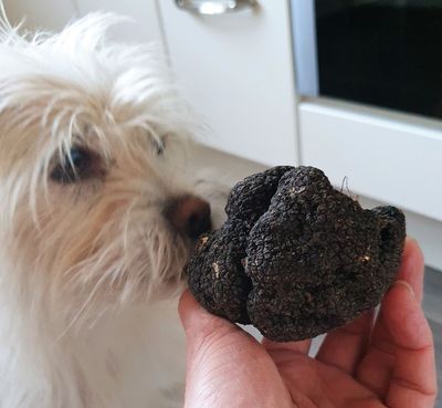 kleine weiße, strubbelige Hündin Milly schnüffelt an einer großen schwarzen Trüffel, die in der Hand gehalten wird.