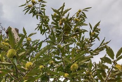 Bio-Trüffelbaum: Esskastanie 'bouche de betizac' & Burgundertrüffel