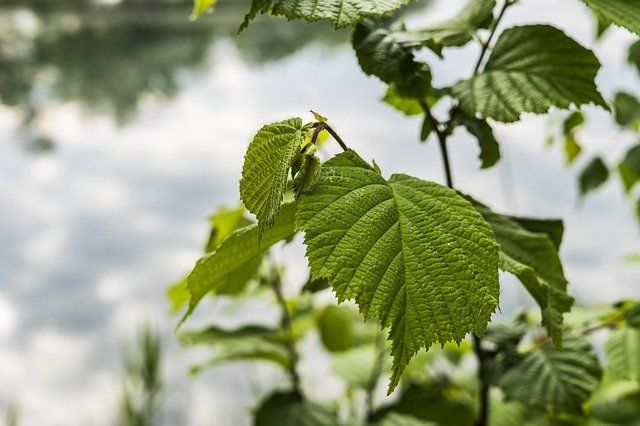 Bio-Trüffelbaum: Edelhaselnuss 'Tonda di Giffoni' & Burgundertrüffel