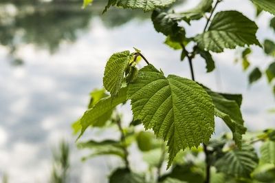 Bio-Trüffelbaum: Edelhaselnuss 'Tonda di Giffoni' & Burgundertrüffel