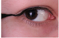Dual Purpose Automatic Eyebrow Enhancer-Eyeliner Makeup Pencil