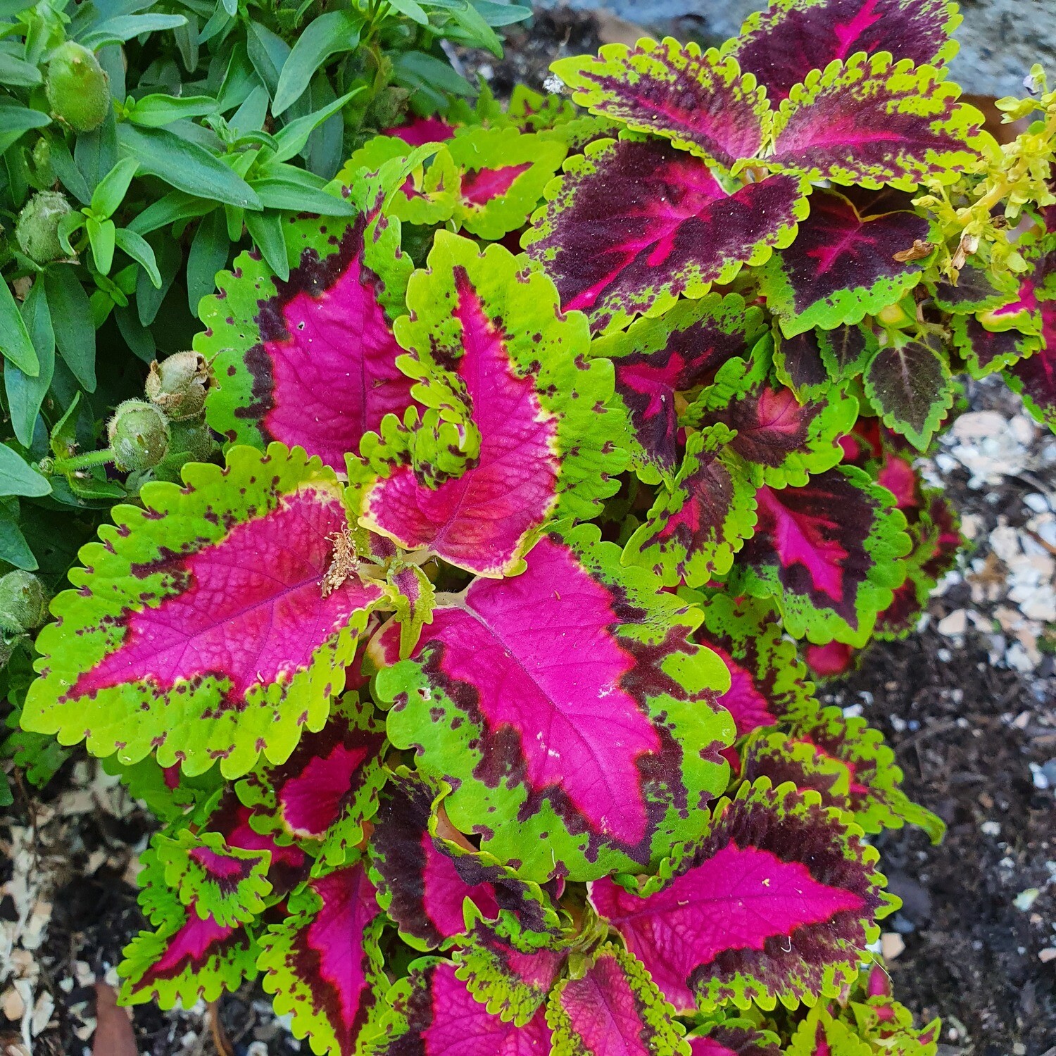 Vibrant &amp; Fanciful Plectranthus Scutellarioides ‘Coleus’