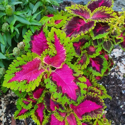Vibrant &amp; Fanciful Plectranthus Scutellarioides ‘Coleus’