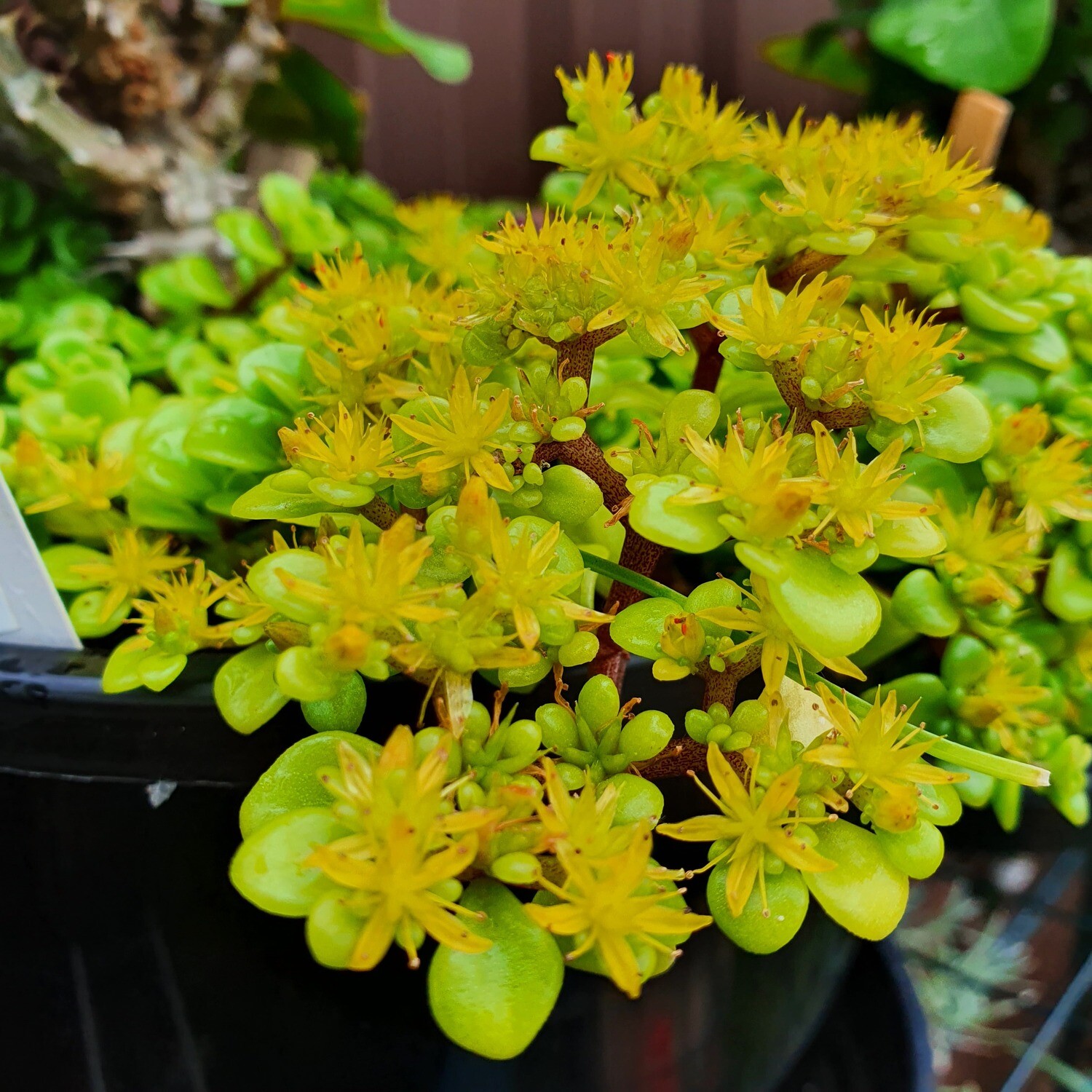 Beautiful Japanese Stonecrop Sedum Makinoi ‘Green Mound’