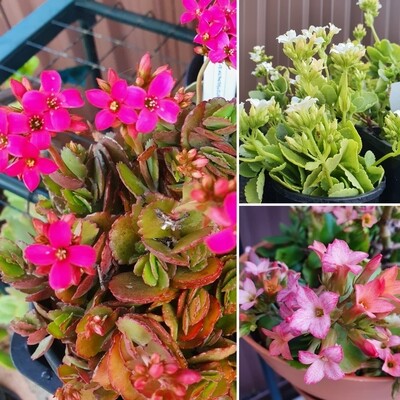 Kalanchoe Blossfeldiana Cheerful Blooms for Every Season!