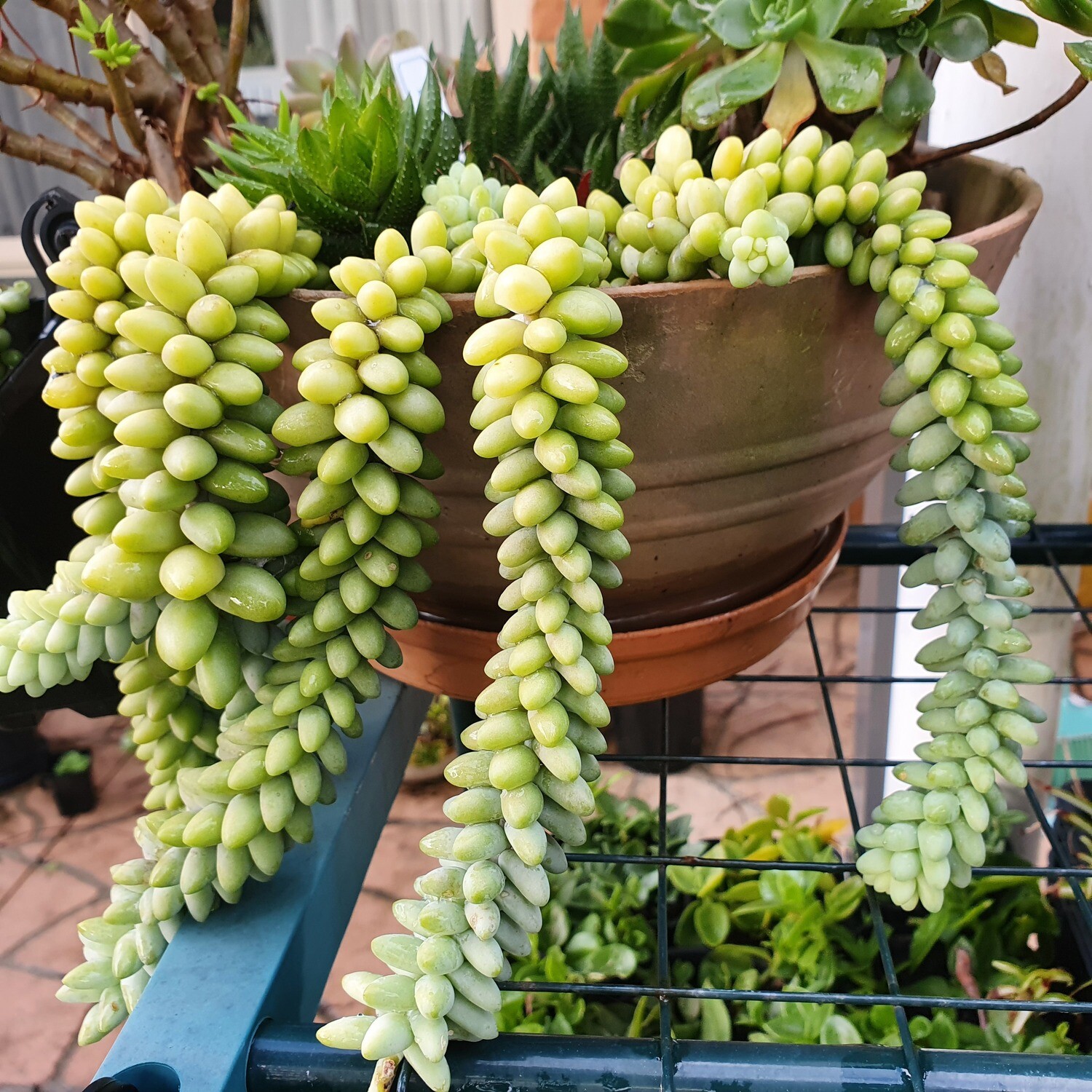 Luscious &amp; Dense Ornamental Sedum Burrito &#39;Burro&#39;s Tail&#39;