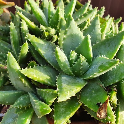 Aloe Brevifolia Lovely Feature for Landscape Garden-Rockeries