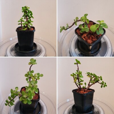 Variety Portulacaria Afra Fengshui &amp; Air Purifying ‘Dwarf Jade Plant&#39;