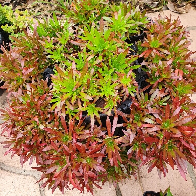 Stunning Aeonium Simsii &#39;Cornish Tribute&#39; Colourful Clusters