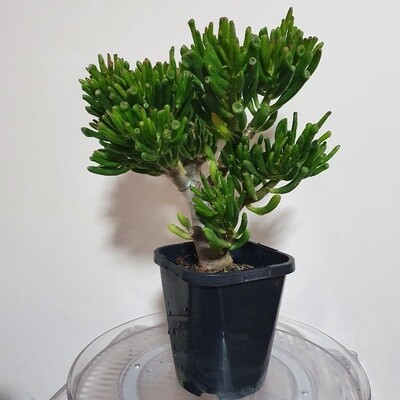 Unique 'Gollum' Jade: Whimsical, Trumpet-shaped Succulent Stunner!