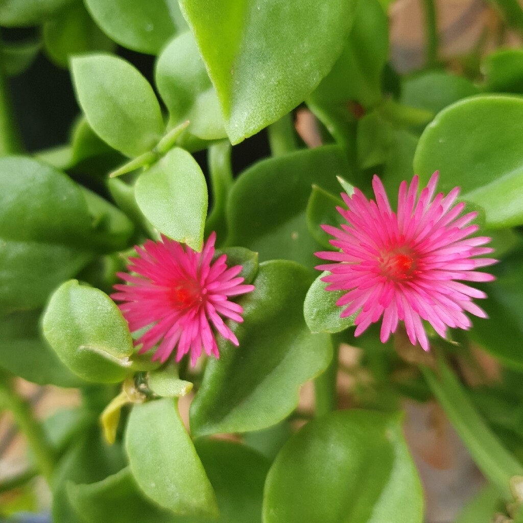 Aptenia Cordifolia Bright Pink ‘Baby Sunrose’