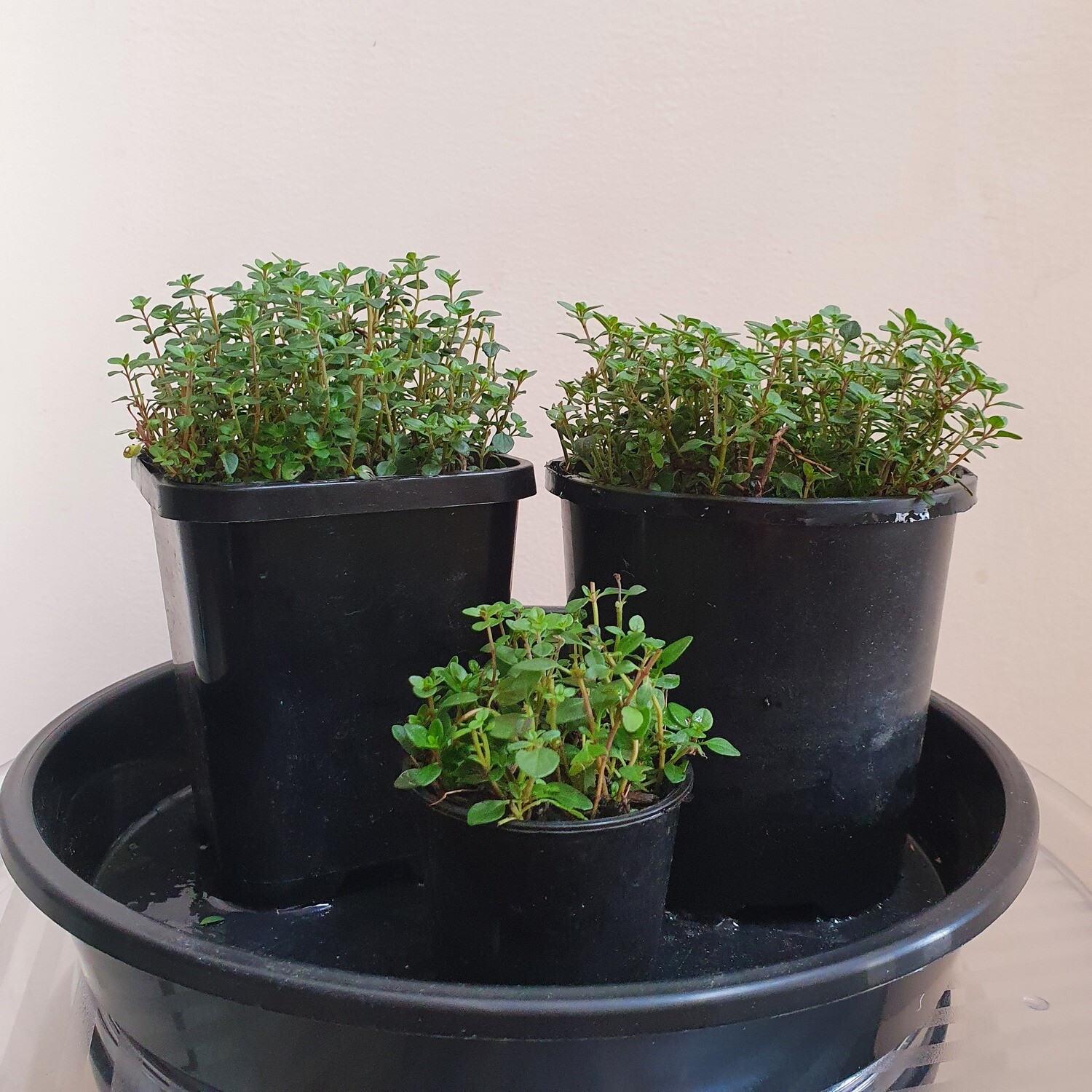 Refreshing Lemony Thymus Citriodorus &#39;Lemon Thyme&#39;