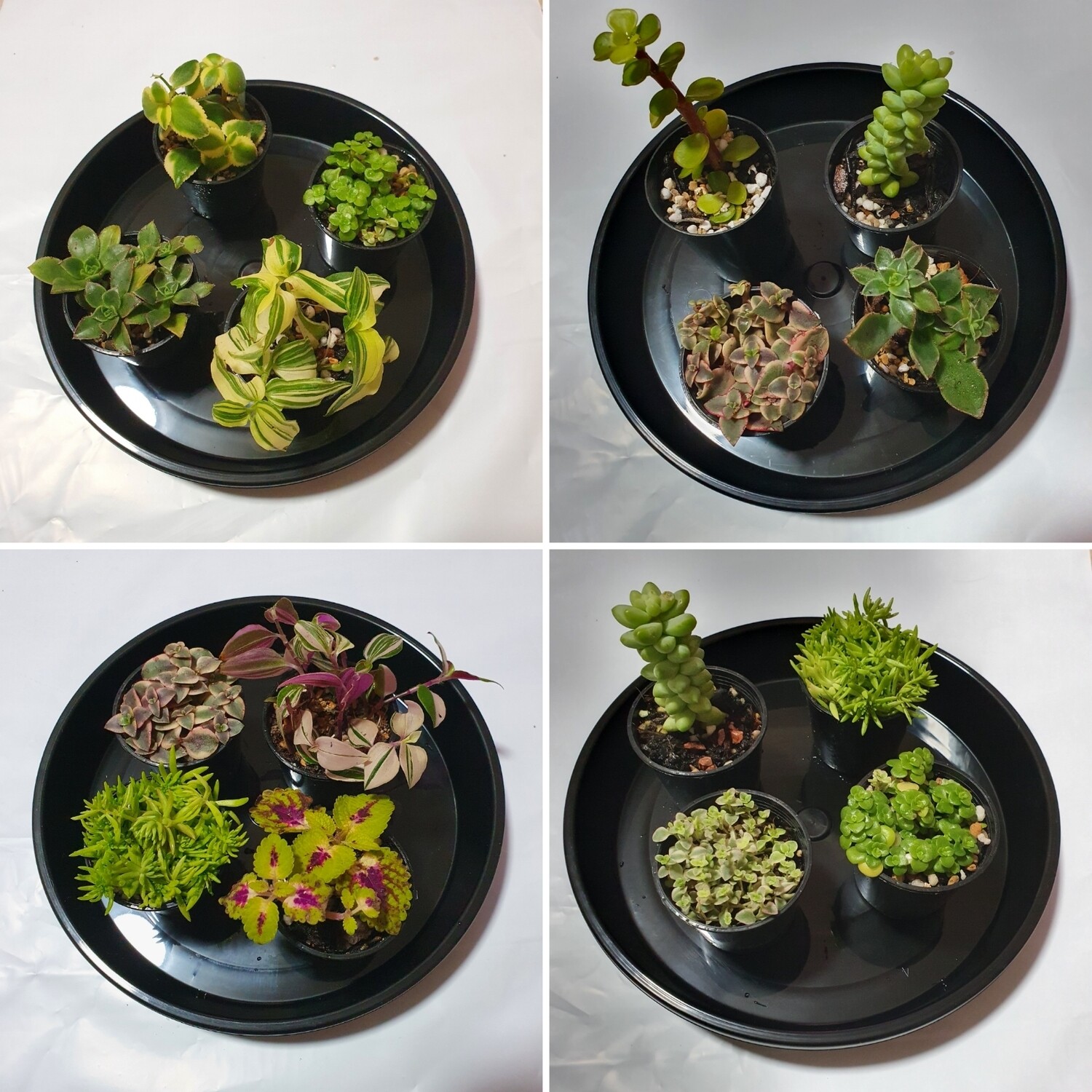 Choice of any Succulent Delight - 4 Variety Pack V1