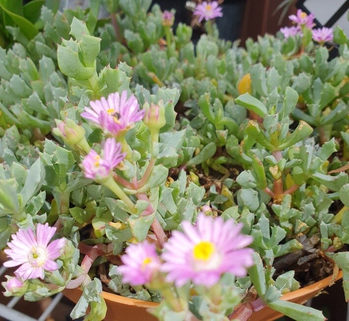 Oz Native Carpobrotus Glaucesen ‘Pigface&#39; Flowering Groundcover