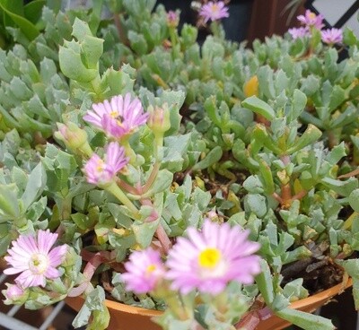 Oz Native Carpobrotus Glaucesen ‘Pigface&#39; Flowering Groundcover